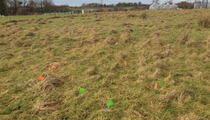 Grassland plots