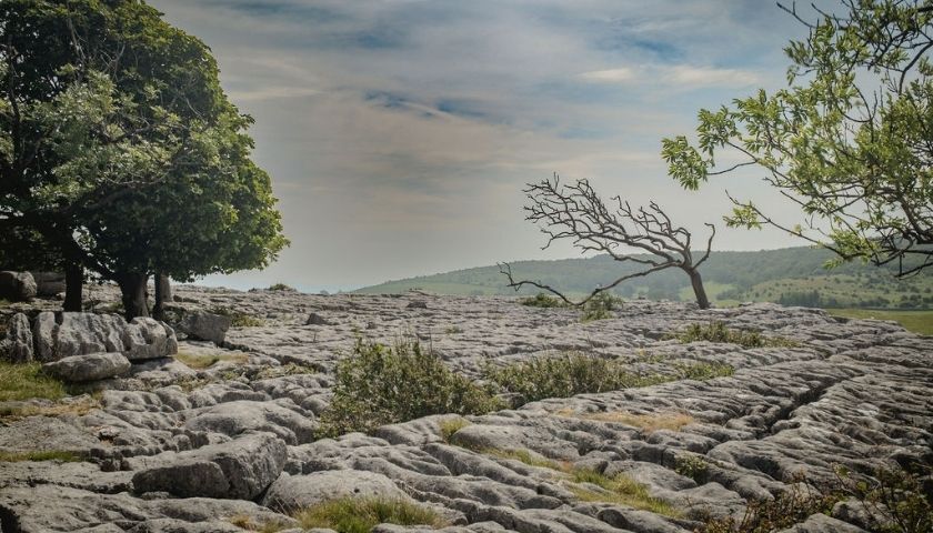 Trees on a limestone pavement
