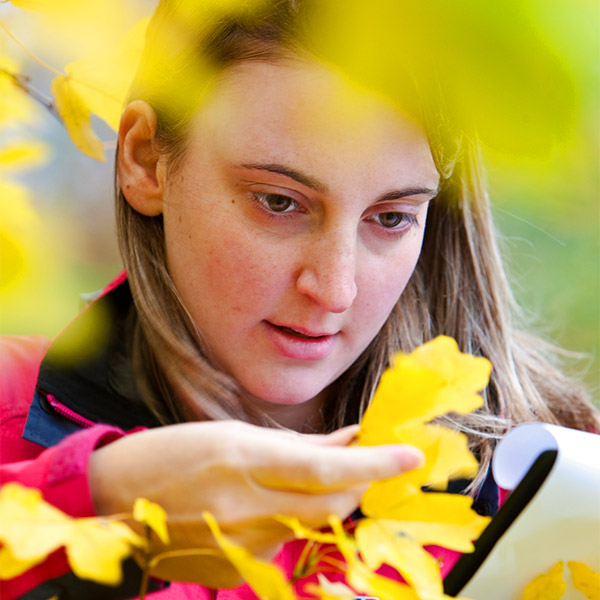 A student examining some yellow flowers