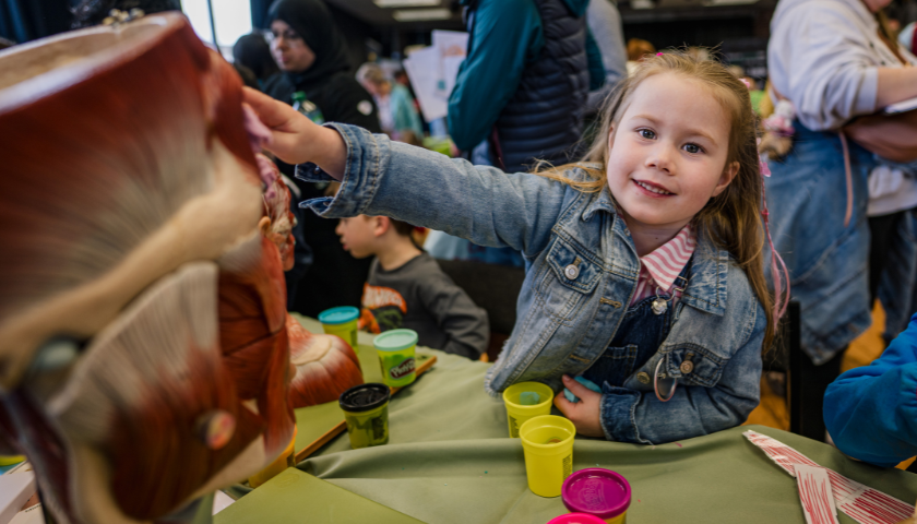 a child looks at the camera whilst reaching out to touch a model human head