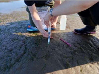 Students collecting pore water